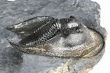 Gorgeous Scotoharpes Trilobite - Boudib, Morocco #382838-2